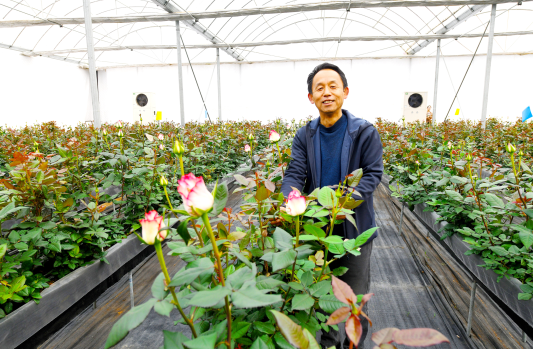 经开区和众农林鲜切花基地花艺师正在查看玫瑰长势